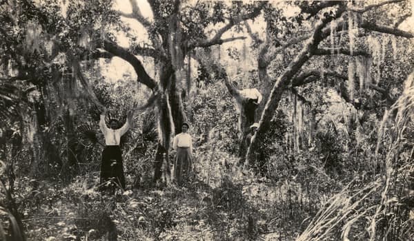 Early settlers among the live oaks on Estero Island, today's Fort Myers Beach, early 1900s