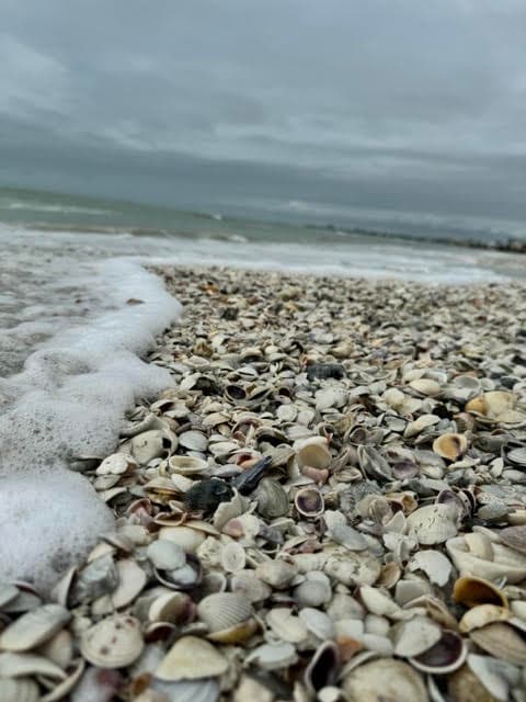 Shells and sea foam at the water's edge on Fort Myers Beach